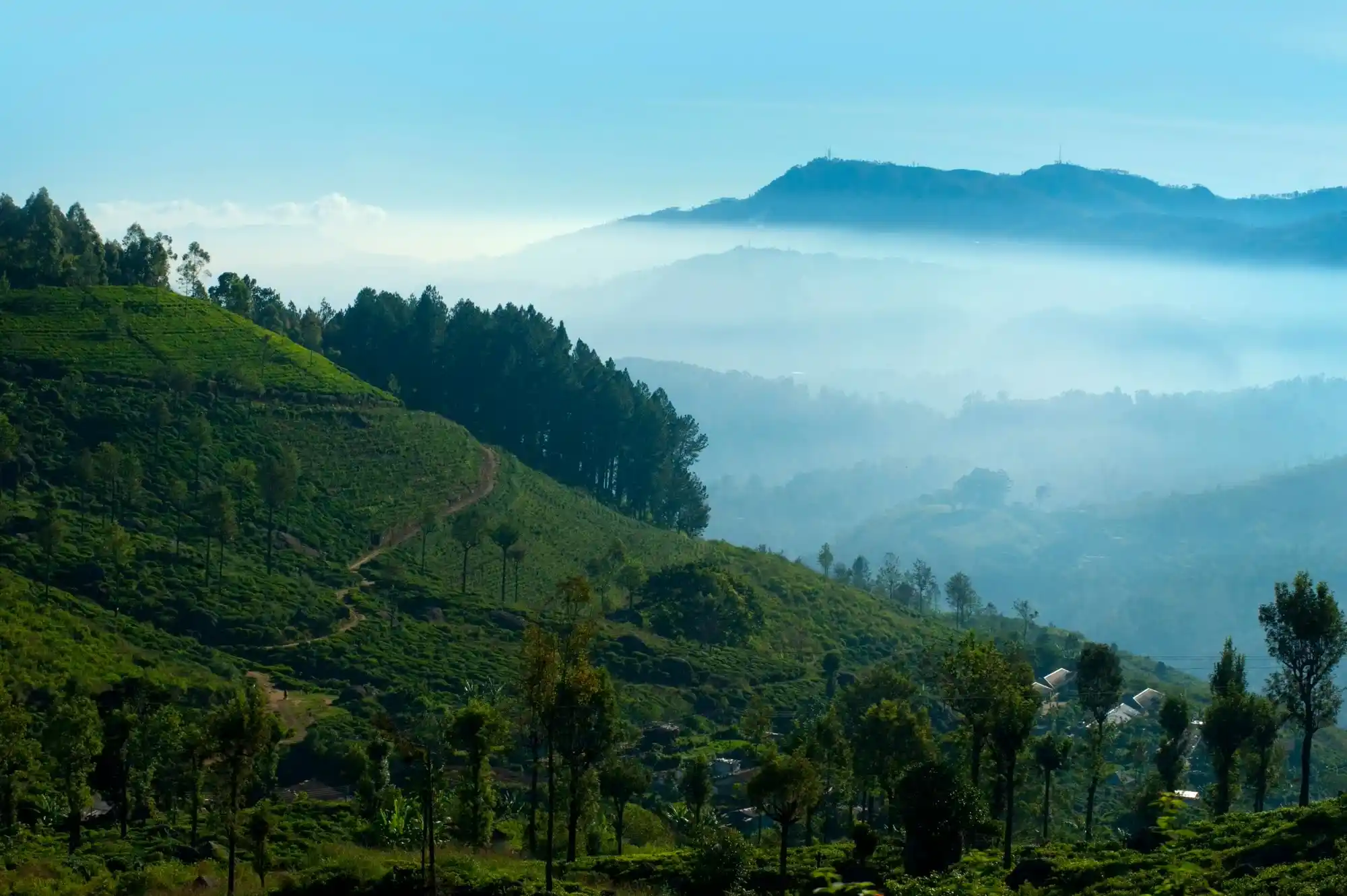 Tea Plantations of Nuwara Eliya