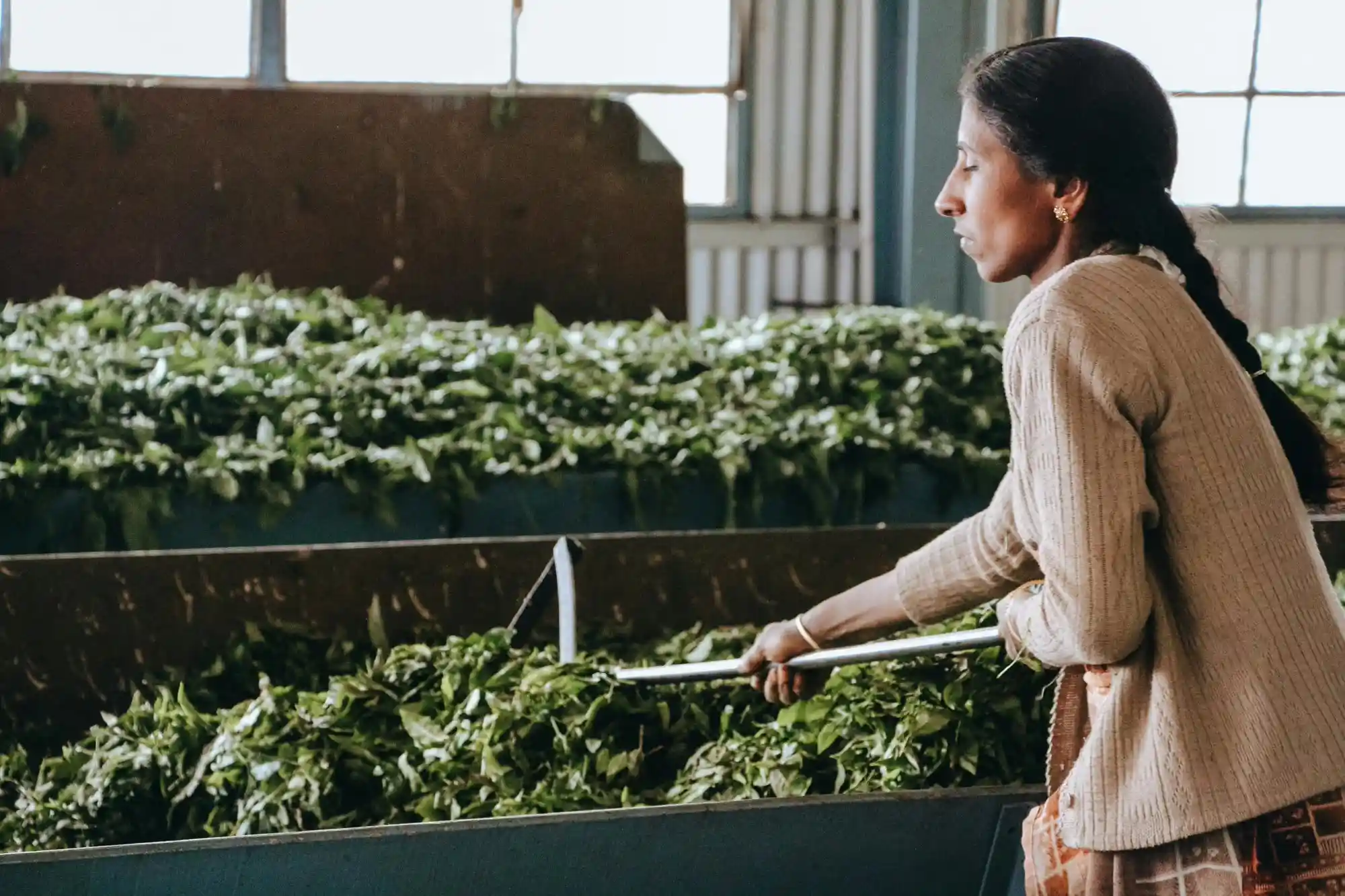Tea Plantation and Factory Visit