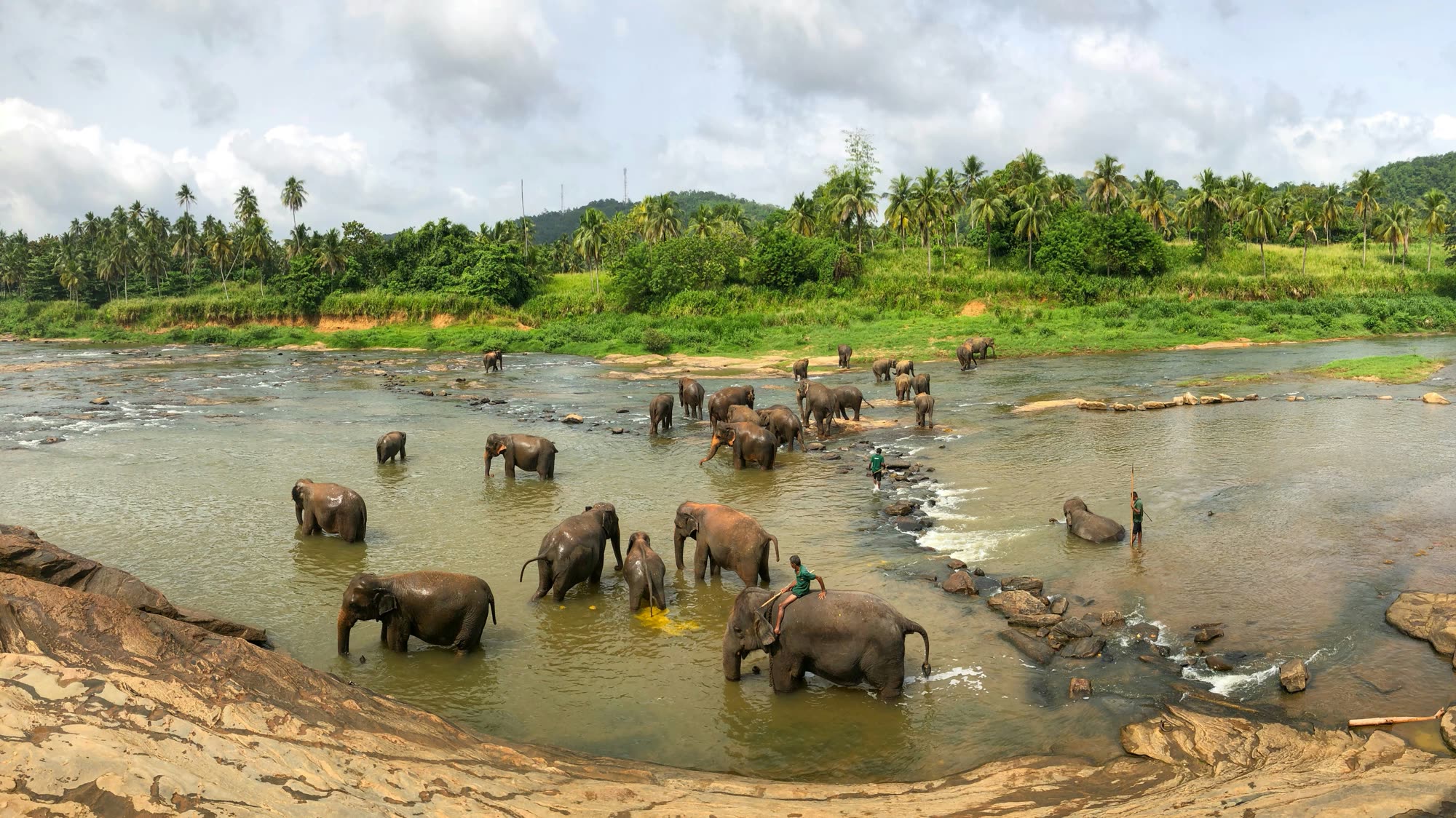 Herd Bathing in the Maha Oya River