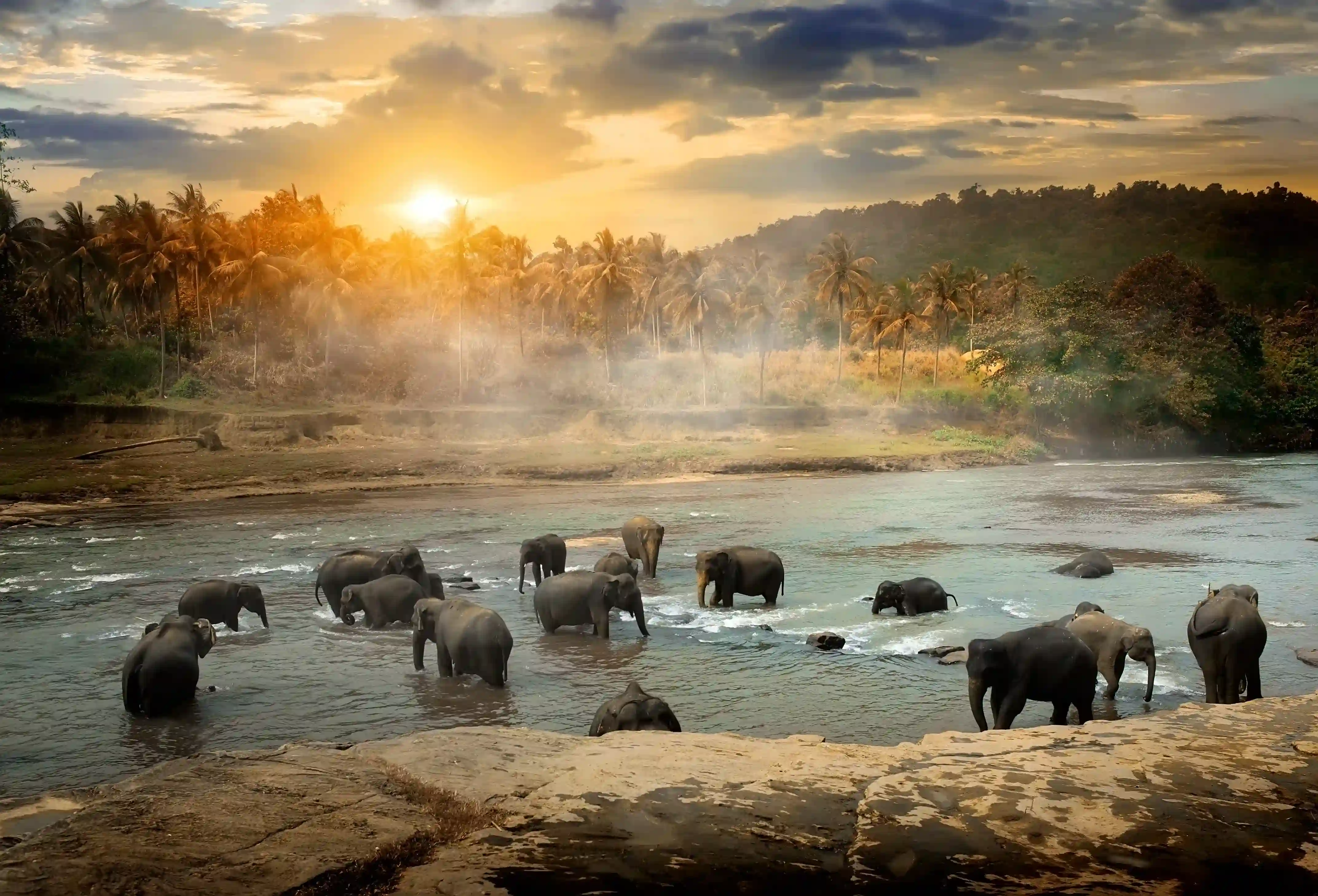 Herd Bathing in the Maha Oya River