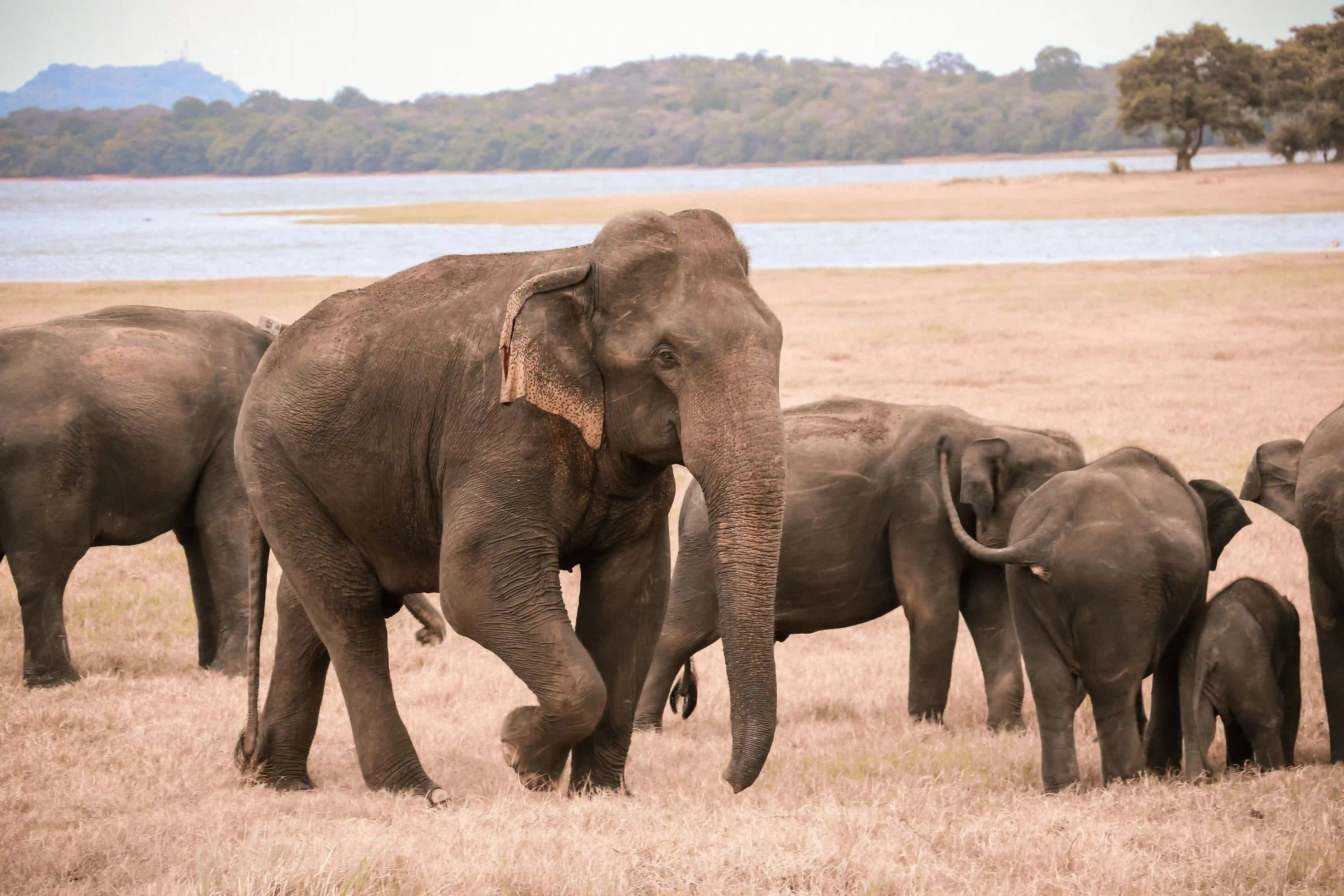 Elephants in Minneriya National Park