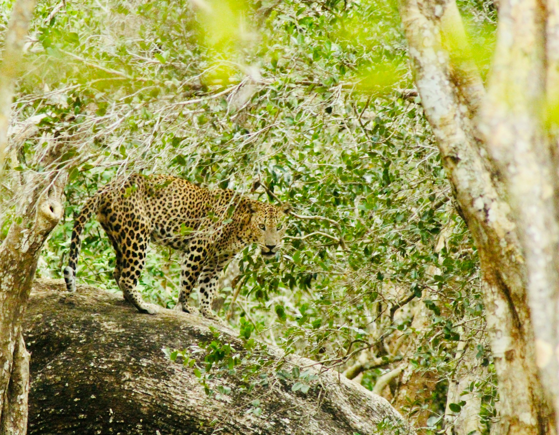 Leopard on a Rock at Wilpattu