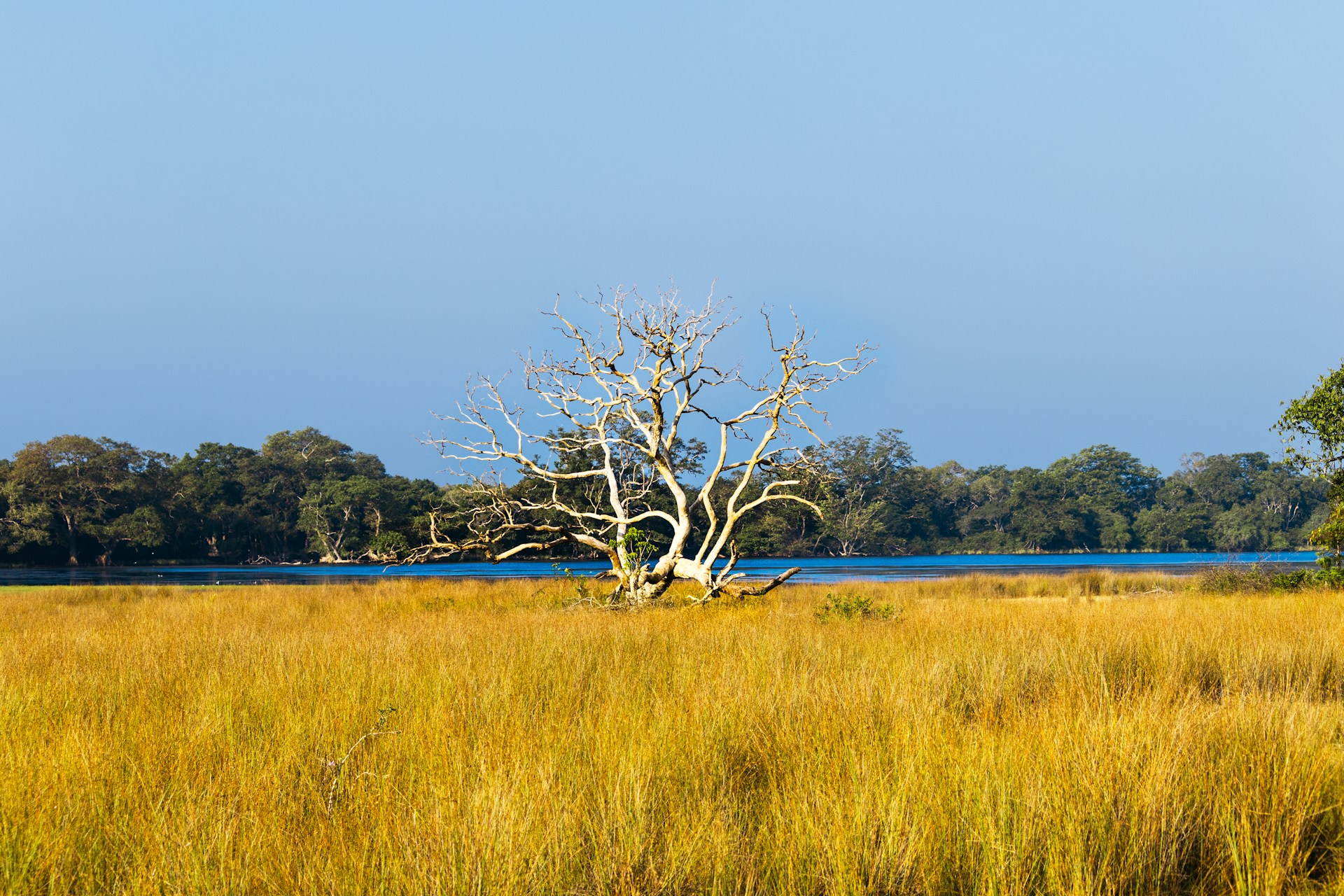 Scenic Villu Wetland Landscape