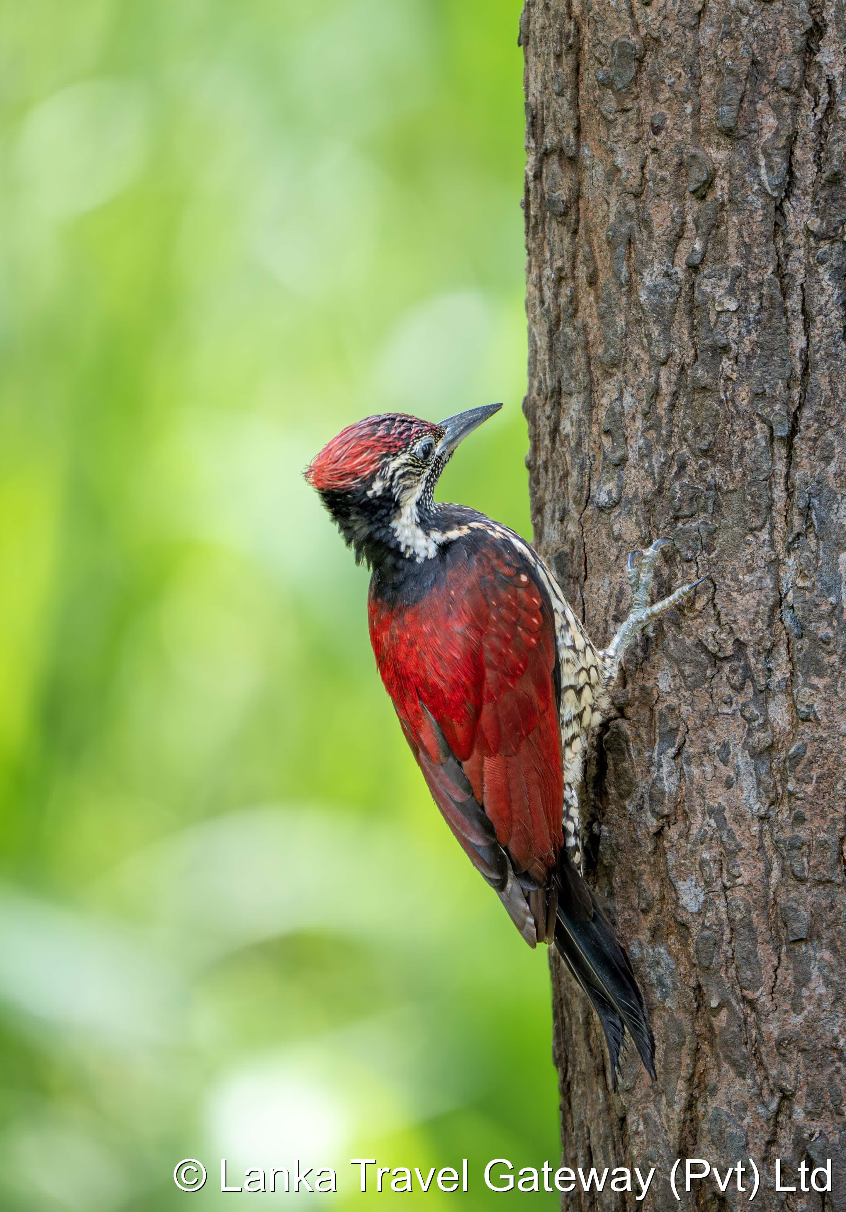 Red Woodpecker of Yala