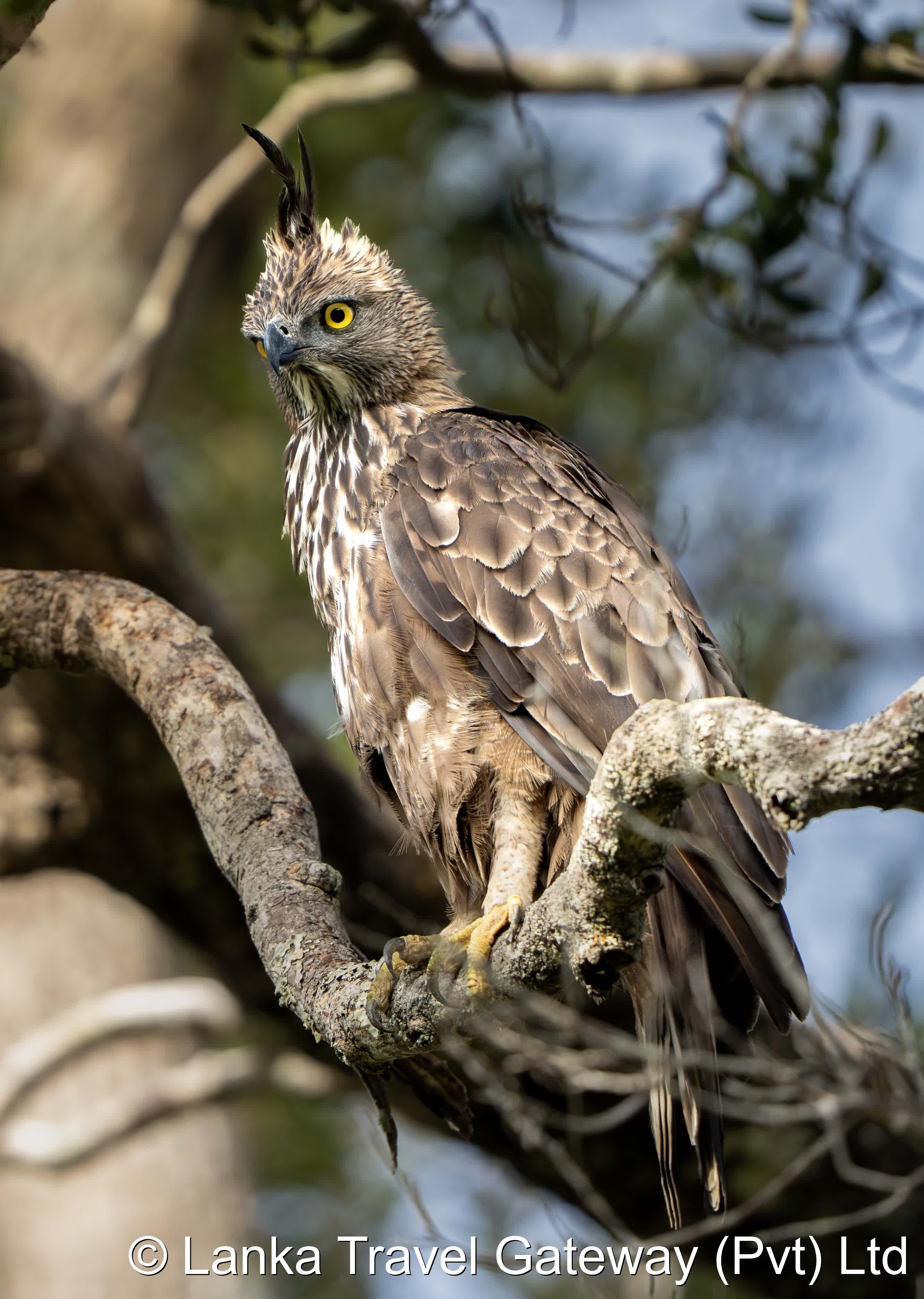 Crested Hawk-Eagle
