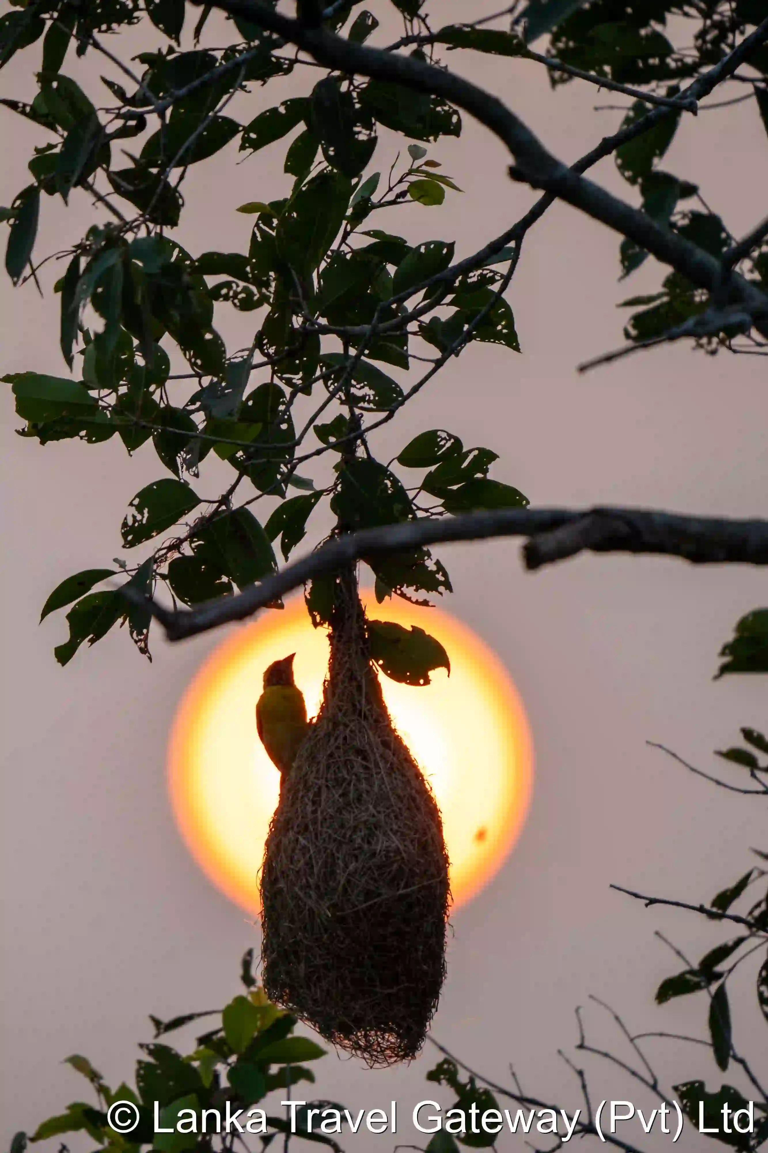 Weaver Bird Nest at Sunset