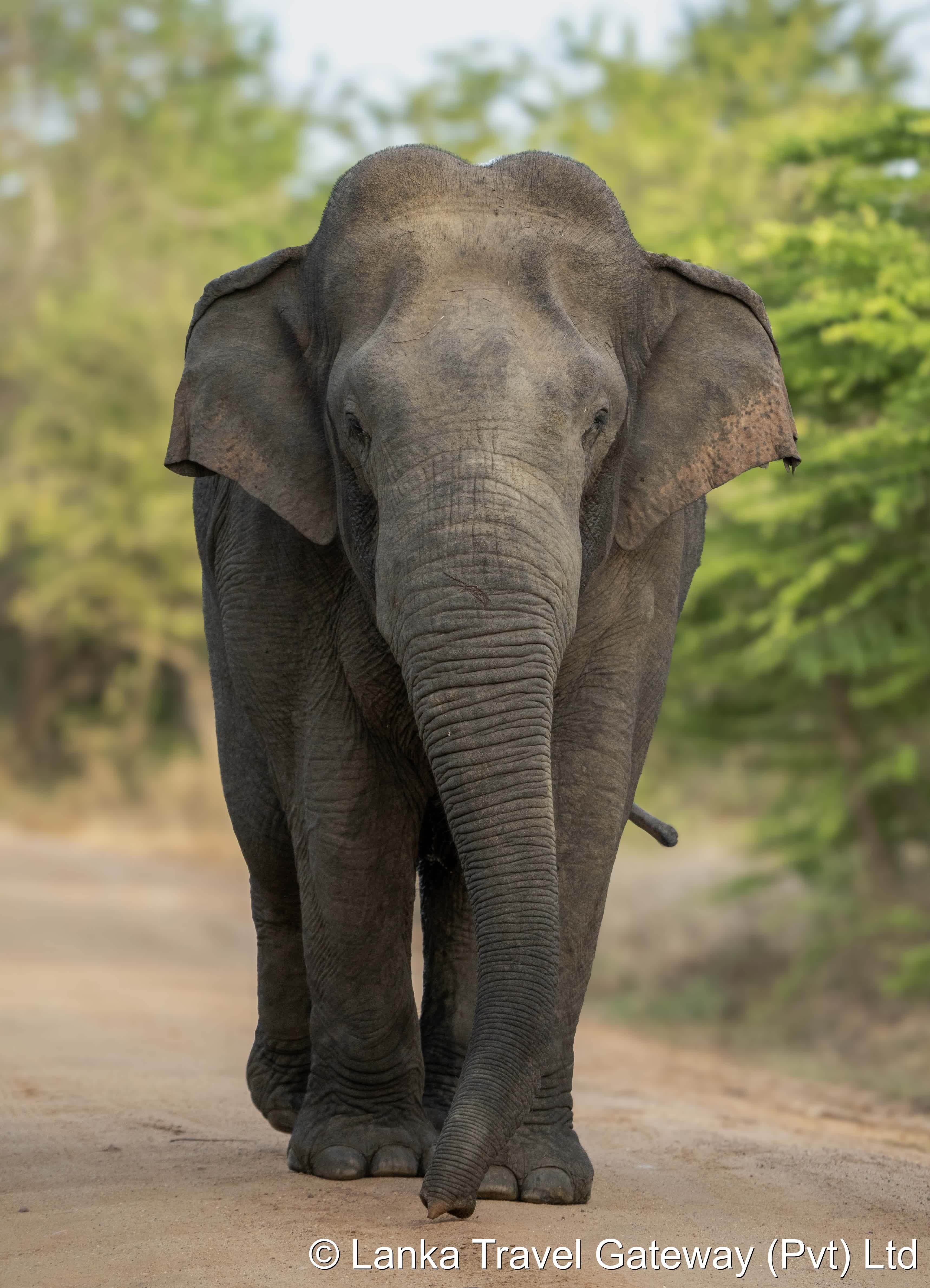 Elephant on the Safari Trail