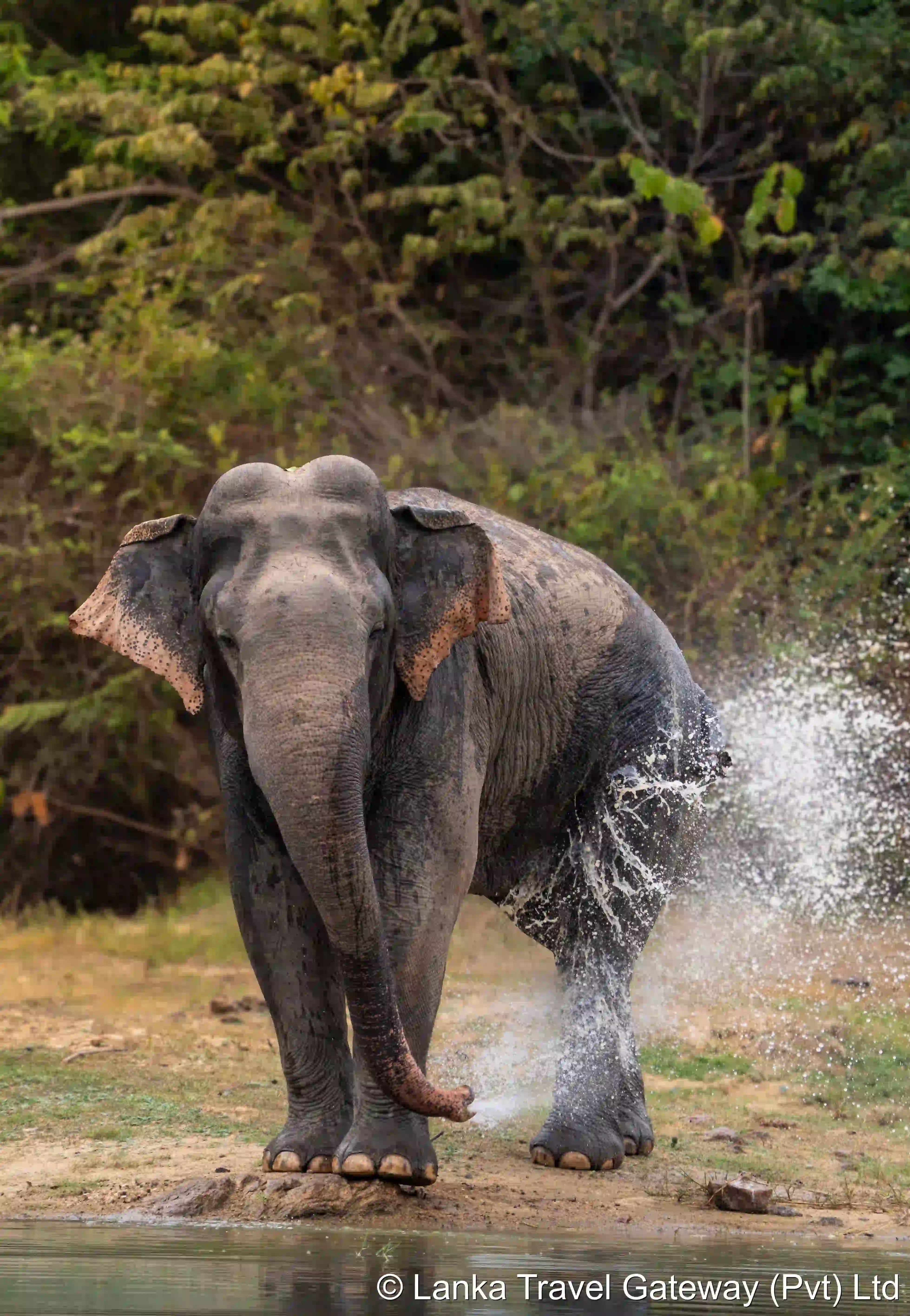 Elephant in Yala National Park